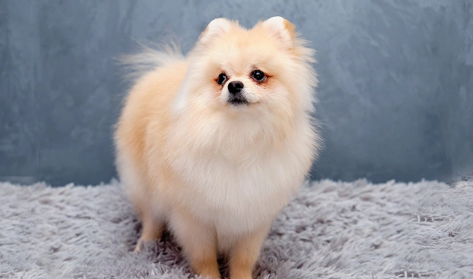 House Train A Pomeranian Puppy 4